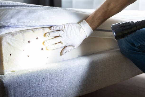 Trusted Carthage, MS Pest Control Experts